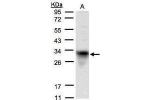 WB Image Sample(30 μg of whole cell lysate) A:H1299 12% SDS PAGE antibody diluted at 1:1500 (Cytochrome C1 抗体)