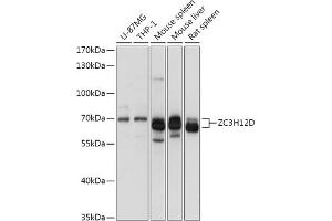 Western blot analysis of extracts of various cell lines, using ZC3H12D antibody (ABIN7271448) at 1:1000 dilution. (ZC3H12D 抗体  (AA 150-230))