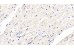 Detection of BMP3 in Bovine Cardiac Muscle Tissue using Monoclonal Antibody to Bone Morphogenetic Protein 3 (BMP3) (BMP3 抗体  (AA 313-471))