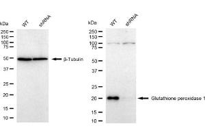 Western blotting analysis using Glutathione peroxidase 1 antibody (ABIN7798752). (Recombinant Glutathione Peroxidase 1 抗体)