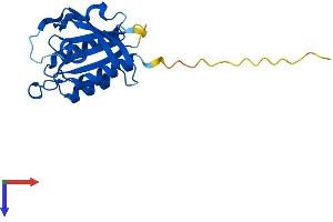 NKIRAS2 Protein (AA 1-191) (His tag)