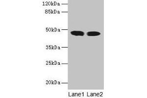 Western blot All lanes: ACADL antibody at 8 μg/mL Lane 1: Mouse kidney tissue Lane 2: Mouse heart tissue Secondary Goat polyclonal to rabbit IgG at 1/10000 dilution Predicted band size: 48 kDa Observed band size: 48 kDa (ACADL 抗体  (AA 30-260))
