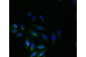 Immunofluorescent analysis of A549 cells using ABIN7162305 at dilution of 1:100 and Alexa Fluor 488-congugated AffiniPure Goat Anti-Rabbit IgG(H+L) (SLC6A16 抗体  (AA 1-138))