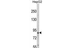 Western Blotting (WB) image for anti-Neurotrophic Tyrosine Kinase, Receptor, Type 1 (NTRK1) (pTyr791) antibody (ABIN3003427) (TRKA 抗体  (pTyr791))
