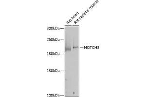 Western blot analysis of extracts of various cell lines, using NOTCH3 antibody (ABIN1681077, ABIN3015390, ABIN3015391 and ABIN6214032) at 1:1000 dilution. (NOTCH3 抗体  (AA 751-850))