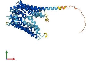 AlphaFold protein structure predicition of Mouse Recombinant Ankh Protein, UniprotID Q9JHZ2