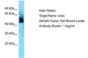Image no. 1 for anti-UNC Homeobox (UNCX) (AA 72-121) antibody (ABIN6750269) (UNCX 抗体  (AA 72-121))