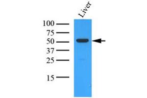 Western Blotting (WB) image for anti-Ornithine Aminotransferase (OAT) (AA 33-439) antibody (ABIN487352)