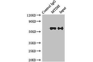 Immunoprecipitating MTDH in Hela whole cell lysate Lane 1: Rabbit control IgG instead of (1 μg) instead of ABIN7165774 in Hela whole cell lysate. (MTDH 抗体  (AA 1-260))