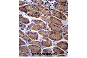 PODNL1 Antibody (Center) (ABIN656141 and ABIN2845479) immunohistochemistry analysis in formalin fixed and paraffin embedded human stomach tissue followed by peroxidase conjugation of the secondary antibody and DAB staining. (PODNL1 抗体  (AA 167-195))
