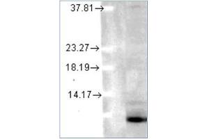 Western blot analysis of Ubiquitin in human cell lines using a 1/1000 dilution of AM12039PU (Clone 6C11-B3) (Ubiquitin 抗体)