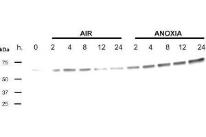 Western Blotting (WB) image for anti-Phosducin (PDC) antibody (ABIN619539) (Phosducin 抗体)