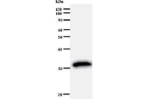 Western Blotting (WB) image for anti-Upstream Transcription Factor 2, C-Fos Interacting (USF2) antibody (ABIN930972) (USF2 抗体)