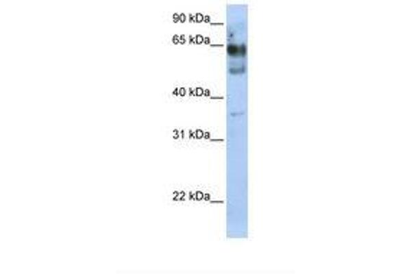ZNF564 抗体  (AA 110-159)
