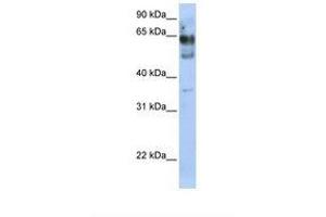ZNF564 antibody  (AA 110-159)