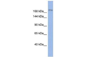 WB Suggested Anti-BAZ1A Antibody Titration:  0. (BAZ1A 抗体  (Middle Region))