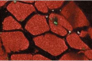Immunofluorescent staining of rabbit muscle with anti-Stat5 antibody. (STAT5A 抗体  (AA 451-649))
