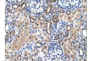 Image no. 1 for anti-Solute Carrier Family 46, Member 3 (SLC46A3) (N-Term) antibody (ABIN205029) (SLC46A3 抗体  (N-Term))