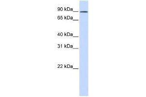 C2orf3 antibody used at 0. (GCFC2 抗体  (N-Term))