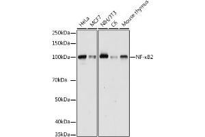 Western blot analysis of extracts of various cell lines, using NF-κB2 antibody (ABIN6134836, ABIN6144575, ABIN6144578 and ABIN7101777) at 1:1000 dilution. (NFKB2 抗体)