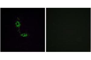 Immunofluorescence analysis of HeLa cells, using GluR1 (Ab-849) Antibody. (Glutamate Receptor 1 抗体  (AA 816-865))