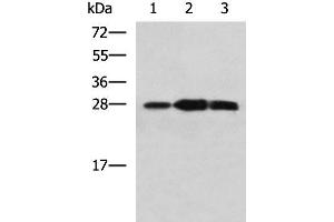 Western blot analysis of Mouse kidney tissue Raji and Jurkat cell lysates using PLEKHF2 Polyclonal Antibody at dilution of 1:1400 (PLEKHF2 抗体)