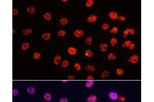 Immunofluorescence analysis of HeLa cells using DiMethyl-Histone H3-K4 Polyclonal Antibody at dilution of 1:100.
