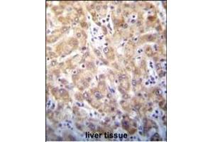 STX2 Antibody (Center) (ABIN656401 and ABIN2845695) immunohistochemistry analysis in formalin fixed and paraffin embedded human liver tissue followed by peroxidase conjugation of the secondary antibody and DAB staining. (STX2 抗体  (AA 123-152))