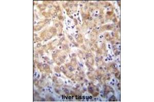 STX2 Antibody (Center) (ABIN656401 and ABIN2845695) immunohistochemistry analysis in formalin fixed and paraffin embedded human liver tissue followed by peroxidase conjugation of the secondary antibody and DAB staining.