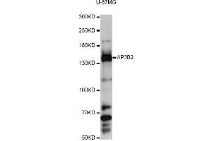Western blot analysis of extracts of U-87MG cells, using AP3B2 antibody (ABIN6291770) at 1:3000 dilution. (AP3B2 抗体)
