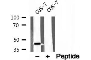 Western blot analysis of extracts of COS-7 cells, using ACADS antibody. (ACADS 抗体)