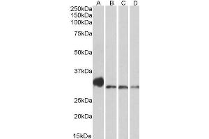 ABIN571272 (0. (NEK7 抗体  (AA 274-286))