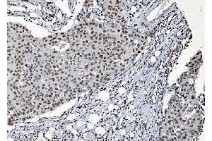 IHC analysis of SAMHD1 using anti-SAMHD1 antibody (ABIN7601515).