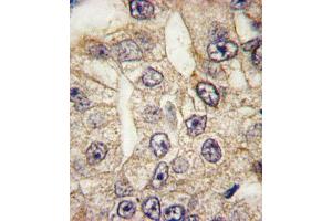 Immunohistochemistry (IHC) image for anti-CD14 (CD14) (AA 54-83), (N-Term) antibody (ABIN5535578)