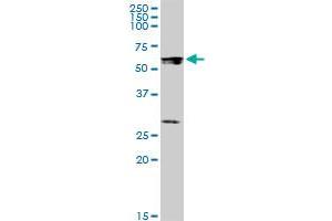 STAU1 MaxPab polyclonal antibody. (STAU1/Staufen 抗体  (AA 1-577))