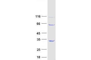Western Blotting (WB) image for Family With Sequence Similarity 119A (FAM119A) (Transcript Variant 1) protein (Myc-DYKDDDDK Tag) (ABIN2712285)