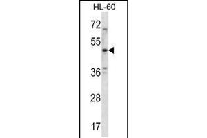 Western blot analysis in HL-60 cell line lysates (35ug/lane). (5HT1B Receptor 抗体  (AA 225-253))