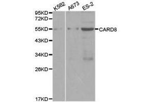 Western Blotting (WB) image for anti-Caspase Recruitment Domain Family, Member 8 (CARD8) antibody (ABIN1871444) (CARD8 抗体)