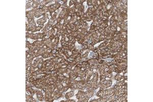 Immunohistochemical staining (Formalin-fixed paraffin-embedded sections) of human liver with TENC1 polyclonal antibody  shows moderate cytoplasmic positivity in hepatocytes. (TENC1 抗体)