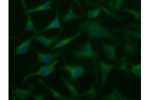 Anti-DYNC1LI1 mouse monoclonal antibody (ABIN2452964) immunofluorescent staining of COS7 cells transiently transfected by pCMV6-ENTRY DYNC1LI1 (RC222010). (DYNC1LI1 抗体)