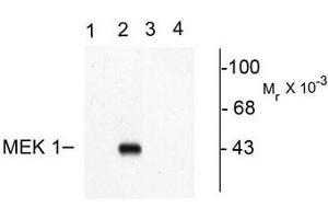 Image no. 1 for anti-Mitogen-Activated Protein Kinase Kinase 1 (MAP2K1) (pThr292) antibody (ABIN372665) (MEK1 抗体  (pThr292))