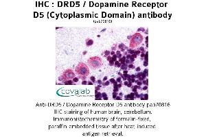 Image no. 1 for anti-Dopamine Receptor D5 (DRD5) (3rd Cytoplasmic Domain) antibody (ABIN1733787) (DRD5 抗体  (3rd Cytoplasmic Domain))