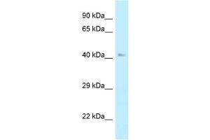 WB Suggested Anti-Ahcy Antibody Titration: 1. (AHCY 抗体  (N-Term))