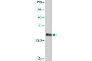 Western Blot detection against Immunogen (37. (GDF2 抗体  (AA 320-419))