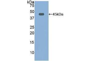 Western blot analysis of recombinant Rat FBLN1. (Fibulin 1 抗体  (AA 127-243))