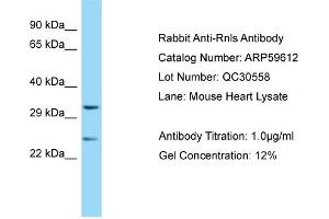 Western Blotting (WB) image for anti-Renalase, FAD-Dependent Amine Oxidase (RNLS) (Middle Region) antibody (ABIN2788137) (RNLS 抗体  (Middle Region))