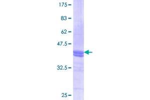 Image no. 1 for Annexin A2 (ANXA2) (AA 186-268) protein (GST tag) (ABIN1345184)