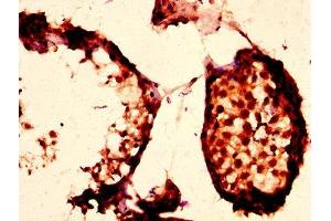 IHC image of ABIN7163362 diluted at 1:200 and staining in paraffin-embedded human testis tissue performed on a Leica BondTM system. (PLTP 抗体  (AA 18-493))