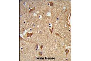 Formalin-fixed and paraffin-embedded human brain tissue reacted with ALDH2 Antibody, which was peroxidase-conjugated to the secondary antibody, followed by DAB staining. (ALDH2 抗体)