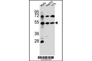 Western blot analysis in A549,HepG2,Y79 cell line lysates (35ug/lane). (FGFRL1 抗体  (N-Term))